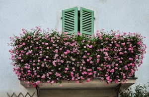fiori, balcone, verde, finestra, rosa, persiane, piante, gerani, muro, palazzo, terrazzo