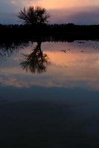 albero, riflesso, nuvole, tramonto, lago, acqua, cielo, controluce