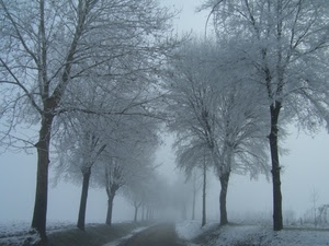 inverno, alberi, neve, nebbia, strada, rami, viale, brina, bianco, tronchi, sentiero, foschia