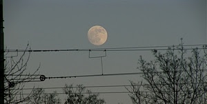 alberi, luna, fili, rami, cielo, cavi, sera, bianco, grigio, piena