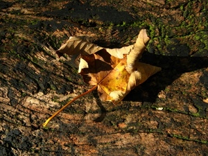 foglia, autunno, legno, tronco, secca, venature, ombra, secco, giallo, muschio