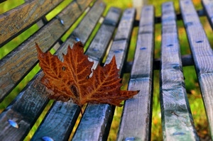 foglia, panchina, legno, autunno, rosso, marrone, verde, nervature