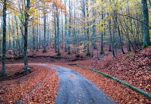 foglie, alberi, strada, autunno, bosco, curva