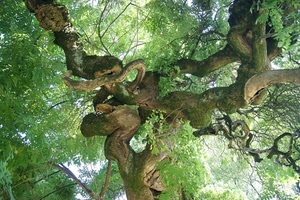 verde, foglie, rami, albero, contorto, alberi, groviglio, natura, contorti, tronchi