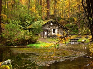 casa, alberi, acqua, bosco, lago, stagno, verde, autunno, rami, piante