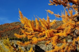 rami, autunno, alberi, cielo, giallo, montagna, albero, bosco