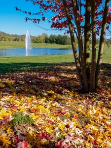 foglie, autunno, acqua, lago, albero, fontana, alberi, parco, laghetto, ombra, prato