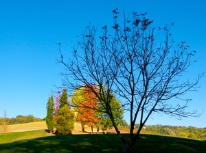 alberi, prato, autunno, cielo, ombra, colori, rami, collina, verde, spoglio, azzurro, albero