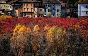 alberi, case, rosso, giallo, autunno, foglie, paesaggio