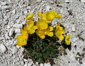 fiori, giallo, sassi, verde, petali, pietre, boccioli, rocce, foglie, gialli