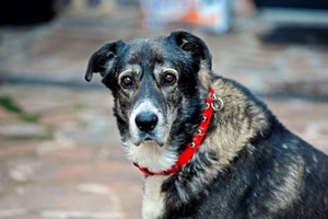 cane, collare, rosso, muso, occhi, animali