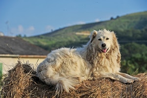 cane, paglia, pelo, bianco, montagna, animale, lingua