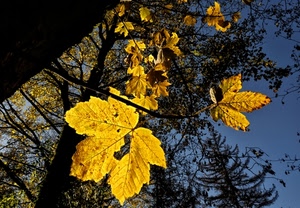 rami, foglie, alberi, giallo, autunno