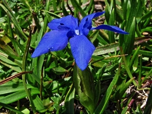 fiore, verde, petali, foglie, blu, azzurro, iris, piante