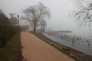 nebbia, alberi, lago, acqua, lampione, passeggiata, viale, albero, foschia