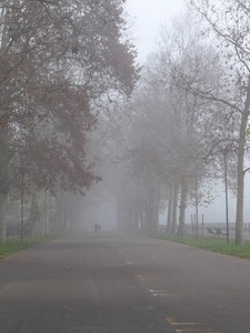 nebbia, alberi, strada, viale, rami, autunno, lampioni, panchine, asfalto