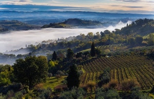 nebbia, alberi, panorama, filari, paesaggio, campi, colline, nuvole
