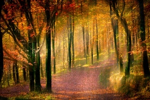 alberi, bosco, foglie, autunno, sentiero, strada, giallo, piante