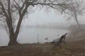 panchina, nebbia, lago, alberi, albero, riva, acqua, anatra, autunno