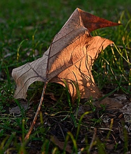 foglia, erba, prato, autunno, verde, secca, marrone, venature, secco, macro, sole, fili, ombra, luce