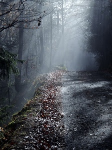 foglie, bosco, nebbia, strada, controluce, alberi, luce, sentiero, raggi, autunno