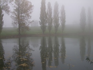 alberi, nebbia, acqua, riflessi, riflesso, fiume, foglie, cipressi, autunno, lago, foschia, stagno, verde