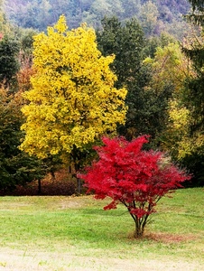 rosso, alberi, giallo, prato, verde, autunno, foglie