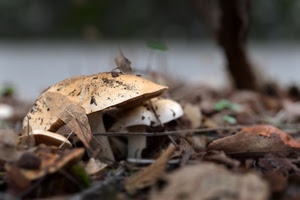 funghi, foglie, autunno, sottobosco, marrone, cappella, macro, bosco, gambo, fungo, sfocato, due