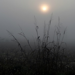 nebbia, sole, erba, foschia, campo, grigio