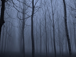 nebbia, alberi, rami, tronchi, inverno, bosco, autunno