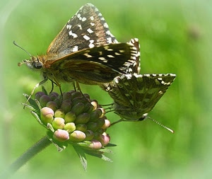 ali, fiore, farfalle, verde, due, zampe, macro, farfalla, insetti