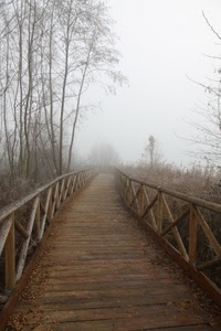 nebbia, legno, alberi, ponte, strada, staccionata, sentiero, steccato, rami