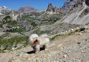 cane, montagna, montagne, bianco, sassi, rocce, erba, pelo, lingua, verde, cielo