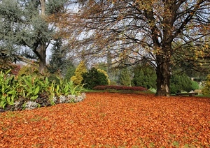 foglie, alberi, parco, piante, verde, rami, fiori, autunno, cespugli, natura, tronco, albero, giardino, bosco, fogliame, aiuola, paesaggio, aiuole