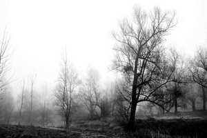 nebbia, alberi, bianconero, nero, rami, foschia, inverno, bianco