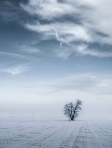 neve, albero, nuvole, inverno, cielo, nebbia, campo, bianco