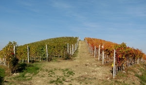 collina, autunno, vigna, pali, uva, foglie, verde, cielo, viti, filari, azzurro, vite