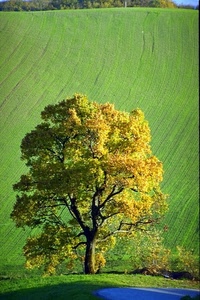 verde, albero, campo, foglie, prato, rami, giallo, erba, tronco, collina, coltivazione, acqua, uno, linee, autunno, alberi