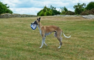 cane, prato, erba, verde, cielo, cappello, alberi, berretto, animale