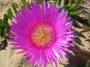 fiore, petali, rosa, foglie, sabbia, fucsia, verde, pistilli, macro, lilla, viola, giallo, stami