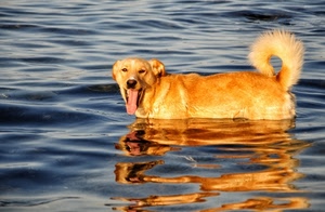 acqua, cane, coda, riflesso, lingua, mare, bagno, onde, animali