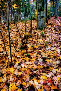 foglie, alberi, autunno, bosco, giallo, tappeto