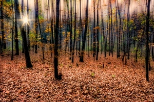 foglie, alberi, autunno, bosco, tronchi, sole, rami