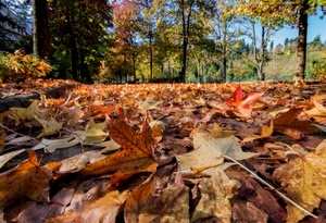 foglie, alberi, autunno, marrone, tappeto, secche, rami