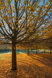 foglie, autunno, rami, alberi, albero, giallo, parco