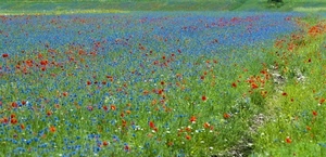 fiori, rosso, erba, campo, papaveri, prato, fiordalisi, verde, azzurro, colori, piante