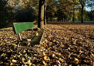panchina, foglie, alberi, autunno, parco, viale, verde, giardino