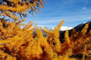 cielo, autunno, neve, montagne, giallo, alberi, montagna, pino, rami, piante