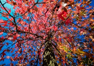 foglie, albero, rami, rosso, cielo, autunno, tronco, colori, azzurro, verde