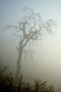 nebbia, albero, rami, uccelli, cespugli, foglie, cielo, foschia